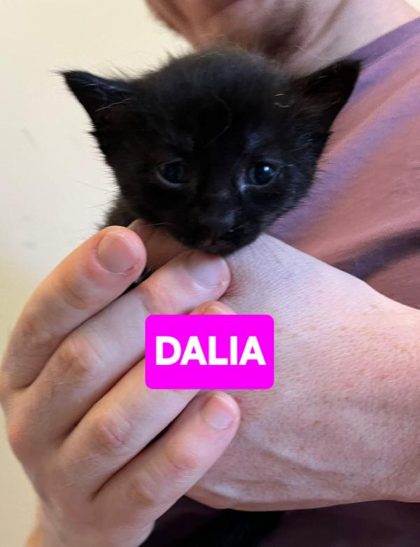 Angioletti in adozione Foto 3